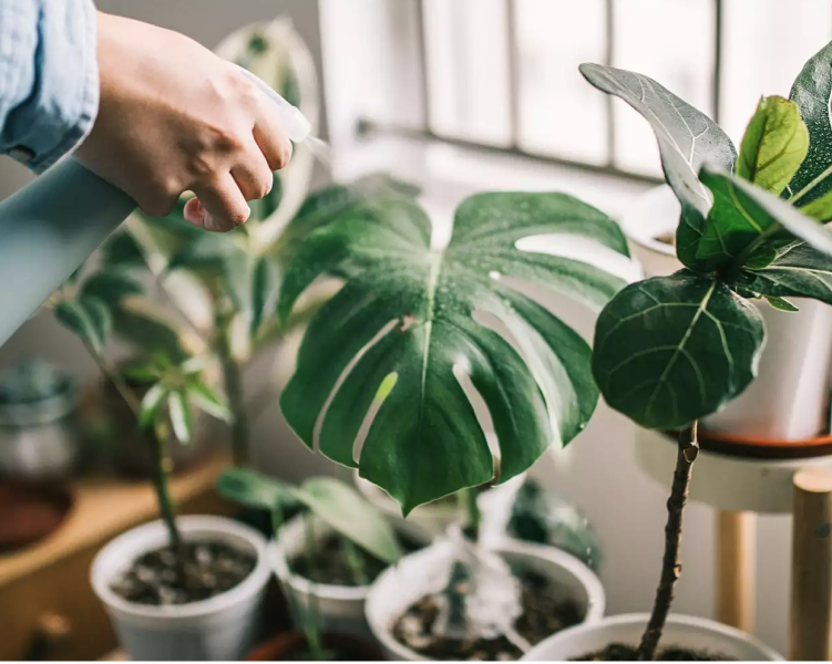 Indoor Plant Smart Lighting Ideas - Best Grow Light For Indoor Plants