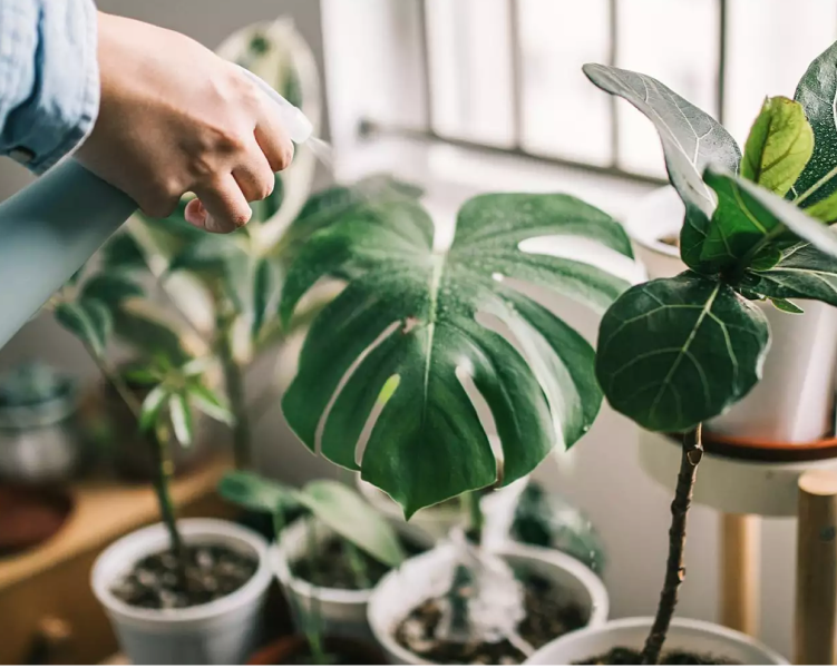 Idées d'éclairage intelligent de la plante intérieure - Meilleures lumières pour la culture intérieure