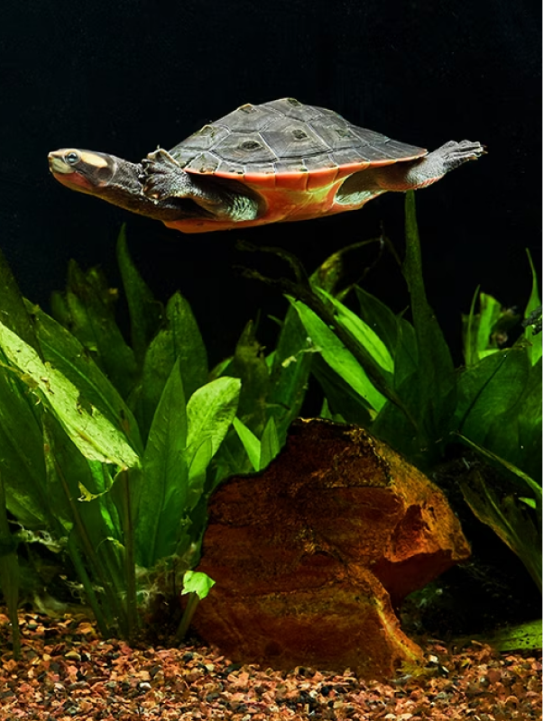 How to Create Smart Turtle Habitat: Use Smart Accessories for
