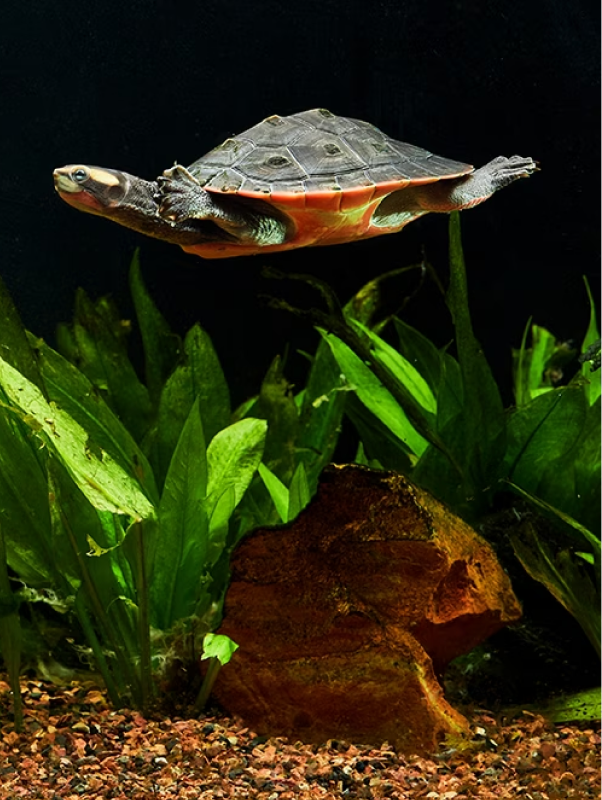 Turtle sales aquarium accessories