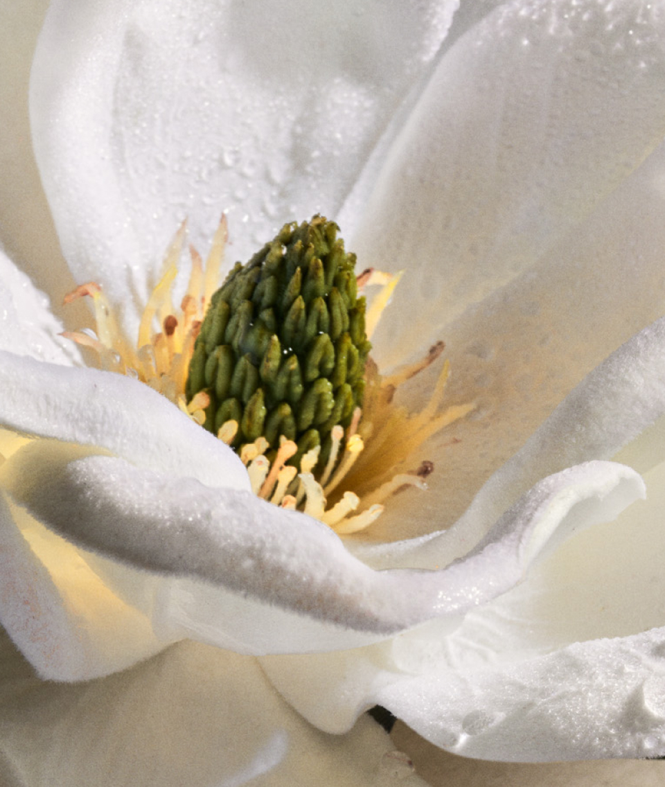Magnolia Bark Extract